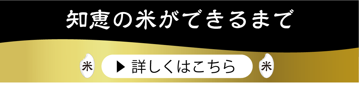 知恵の米ができるまで